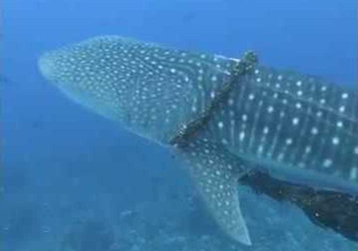 Family Diving Trip Turns Into Rescue Mission to Free Whale Shark Entangled in Fishing Line