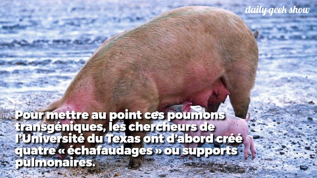 Des chercheurs ont transplanté des poumons conçus grâce à la bio ingénierie dans des cochons