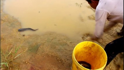 ngruras parit dapat ikan banyak