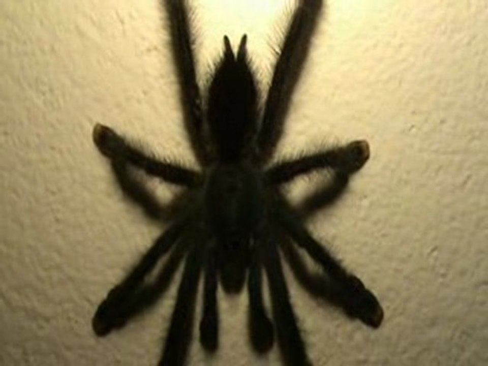 Mygale de Guyane (Matoutou)