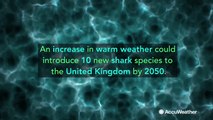 Climate change could bring new shark species to UK waters by 2050