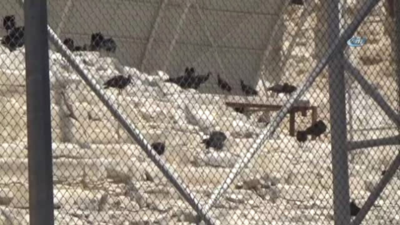 Kelaynaklar İçin Yeni Yaşam Alanları Oluşturulacak