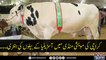 Exclusive news report : Australian Bull entry in Maweshi Mandi Karachi