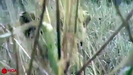 Elephant Chasing Lion To Save Baby