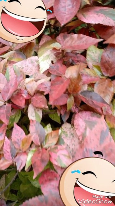 Colourful leaves