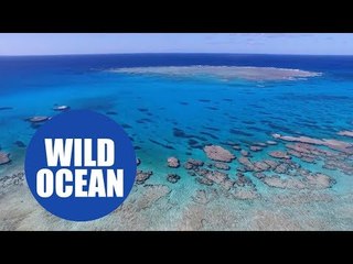 Just 13 per cent of the world's oceans can still be classified as wilderness