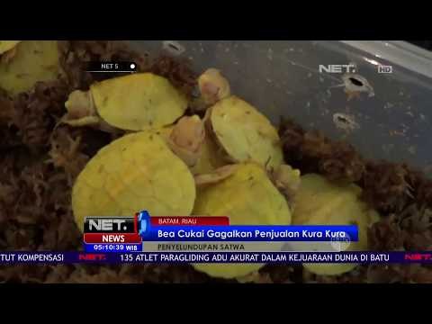 Bea Cukai Gagalkan Penyelundupan Satwa Langka-NET 5