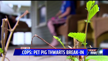 Family's Pet Pig Scares Suspects, Thwarts Home Break-In