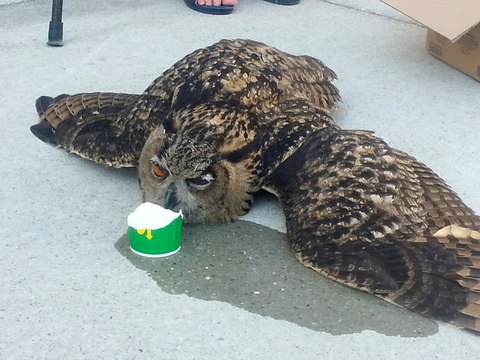 Un hibou grand-duc s'écrase contre le mur de France Bleu Drôme Ardèche à Valence