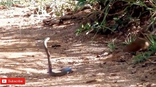 can't miss! Cobra snake vs Mongoose - The Battle without end