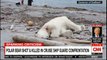 Polar Bear Shot&Killed in cruise ship Guard confrontation. #Sparking #Criticism #News #FoxNews #CNN #DolnaldTrump.