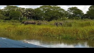 Hero Mother Elephant protect Baby From Crocodile Hunting - Elephant vs Crocodile