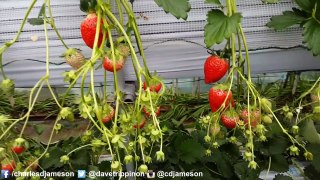 Japanese Winter Strawberry Picking