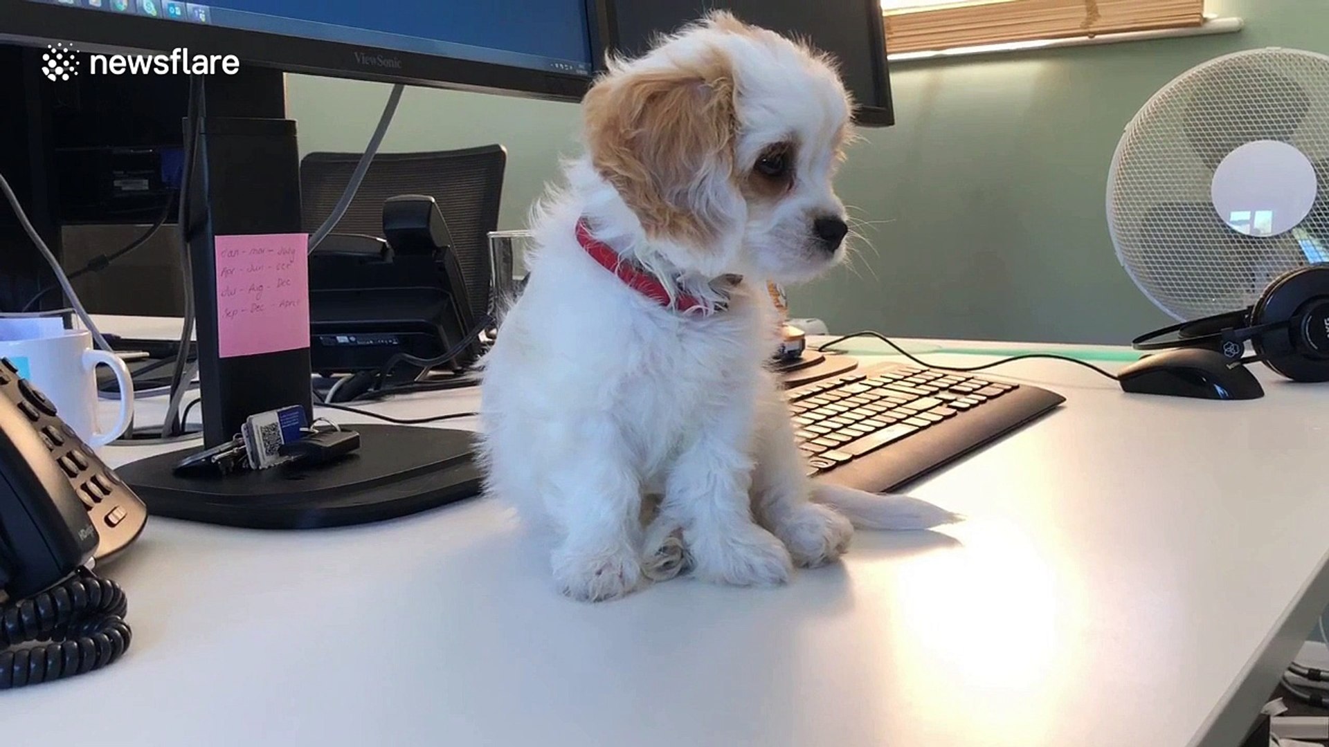 Cavachon Puppy Caught Sleeping On The Job Video Dailymotion