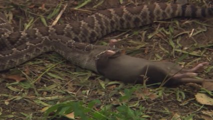 Killer Snakes Documentary- World's Deadliest Venom