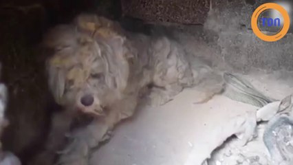 Un chien brûlé et affamé se réfugie dans un four pour se sauver des incendies !