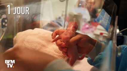 En un an, le bébé panda du zoo de Beauval a bien grandi