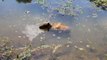 JoeJoe the Capybara Enjoys a Swim