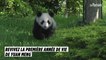 Le panda de Beauval fête sa première année