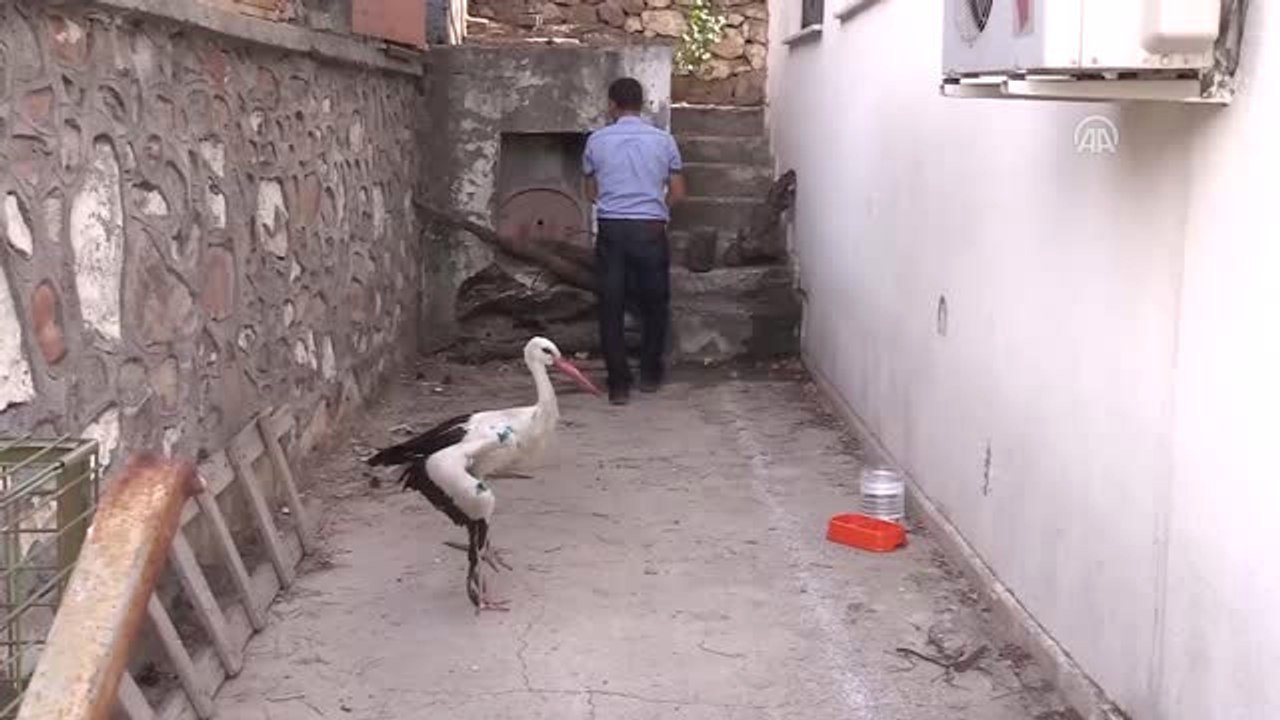Yaralı Leylek Tedavi Altına Alındı