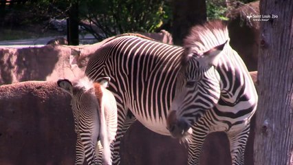 Colton weighed 83 pounds at birth - Saint Louis Zoo
