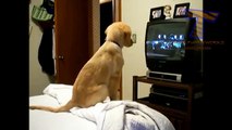 Cats and dogs acting like humans - Cute animal compilation