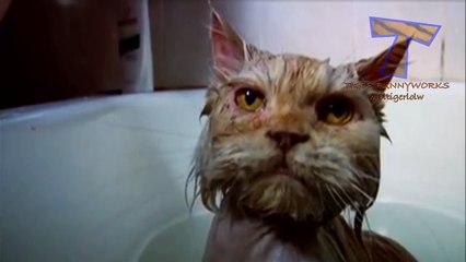 Cats just don't want to bathe - Funny cat bathing compilation