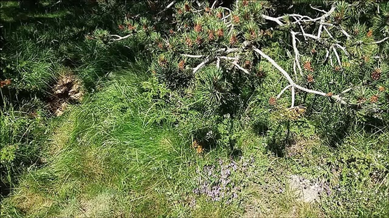 Le sentier des Airelles à Font-Romeu