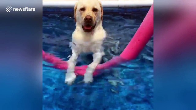 Chilled labrador enjoys standing up in the pool
