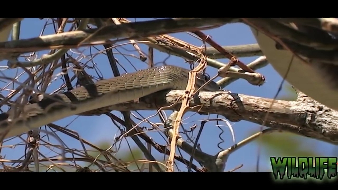 Squirrels Trying to Save Brother Escape from Snake | Most Amazing Fights of Wild Animal