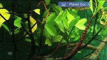 Fiddler Crab. Land of Dragons | Nature - Planet Doc Full Documentaries