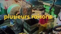 Pêche en eau trouble : le grand gaspillage des poissons pêchés
