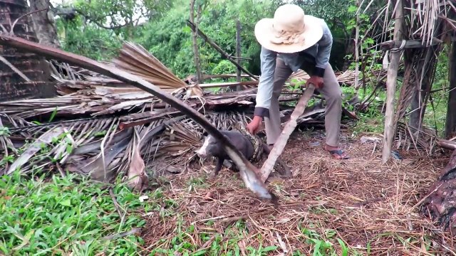 Primitive Man Rescues Pig From Python Snake - Humans Saved Pig From Giant Python Attack