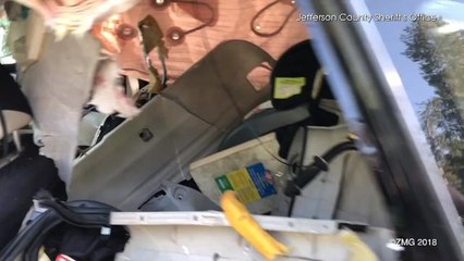 Watch: Police Free Bear Locked Inside a Car