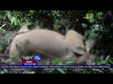 Pelaku Pembunuhan Gajah Di Aceh Ditangkap Petugas-NET24