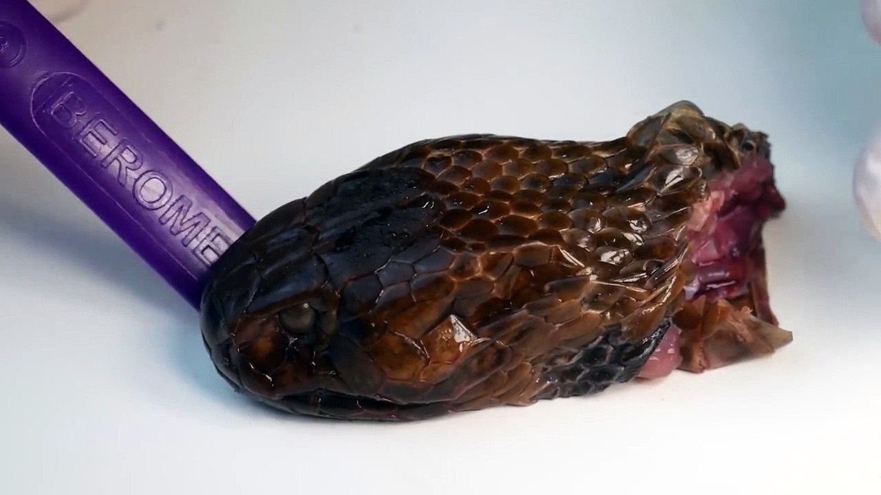 INSIDE COBRA'S VENOM GLANDS{NECROPSY}