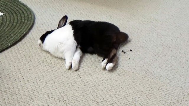Ce lapin dort... et fait des petites crottes ! Trop marrant !