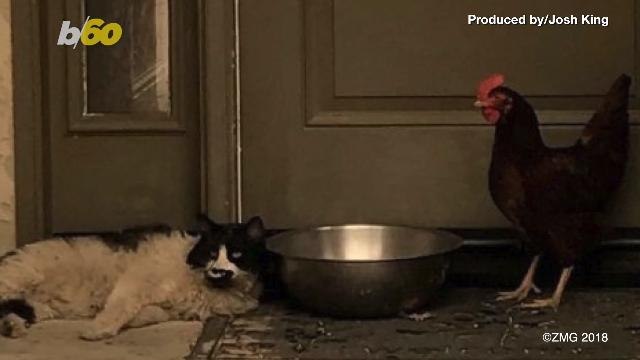 The Unlikely Duo: Cat and Chicken Found Huddled Together for 'Support'