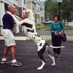 Great Dane Gives Great Hug