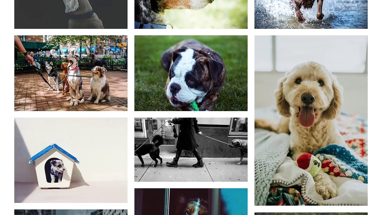 What Can You Do with Python The 3 Main Applications video Dailymotion
