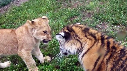 Adorable : un bébé lion et un bébe tigre se chamaillent comme des enfants