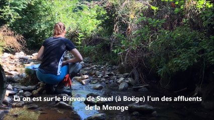 Canicule : la fédération de pêche de la Haute-Savoie lance de opérations de sauvetage des poissons
