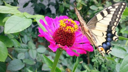 Beautiful Butterfly and flowers