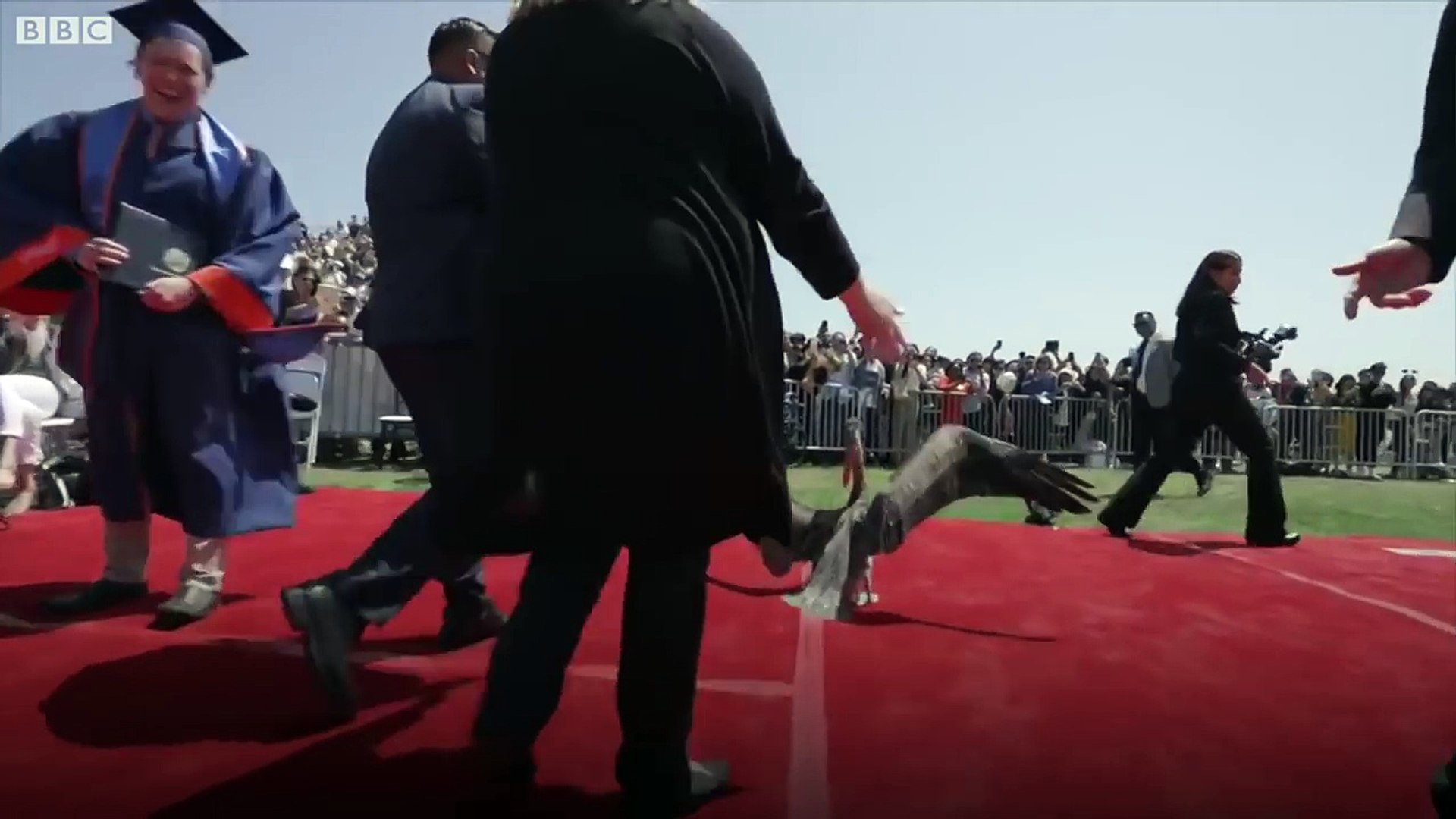 Pelicans gatecrash university graduation - BBC News