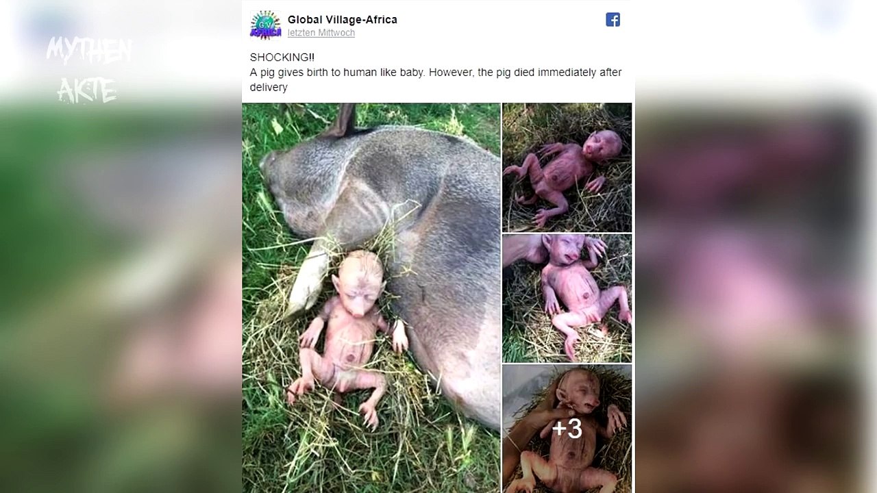 Schwein bekommt menschliches Baby? | MythenAkte