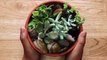 Grow your own succulents with this easy tips 
