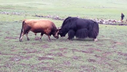 Bull fights with Jacob in Mongolia