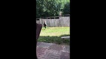 Niño juega a la pelota con el perro del vecino por encima de la valla