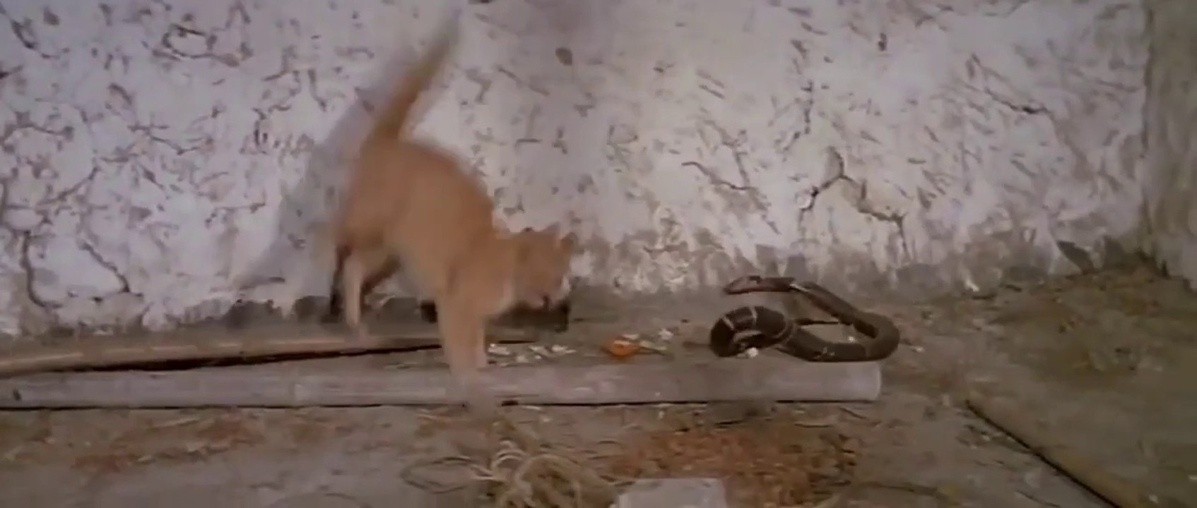 Jackie Chan and Snake
