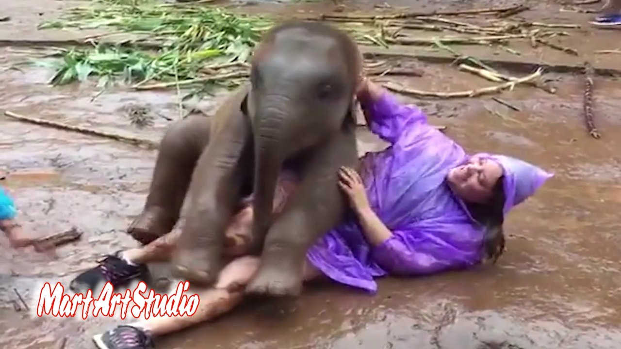 The Elephant Game